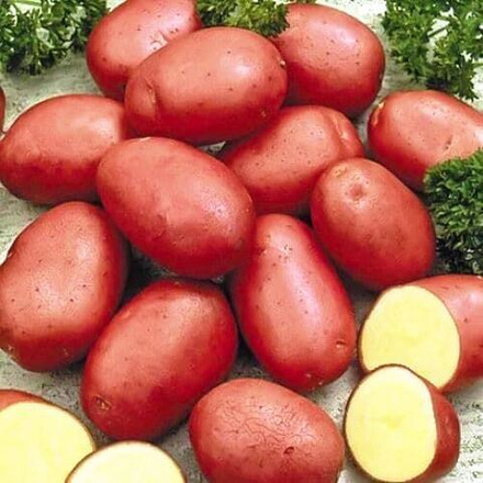 Картофель семенной Ред Скарлетт