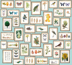 Коллекция Цветы