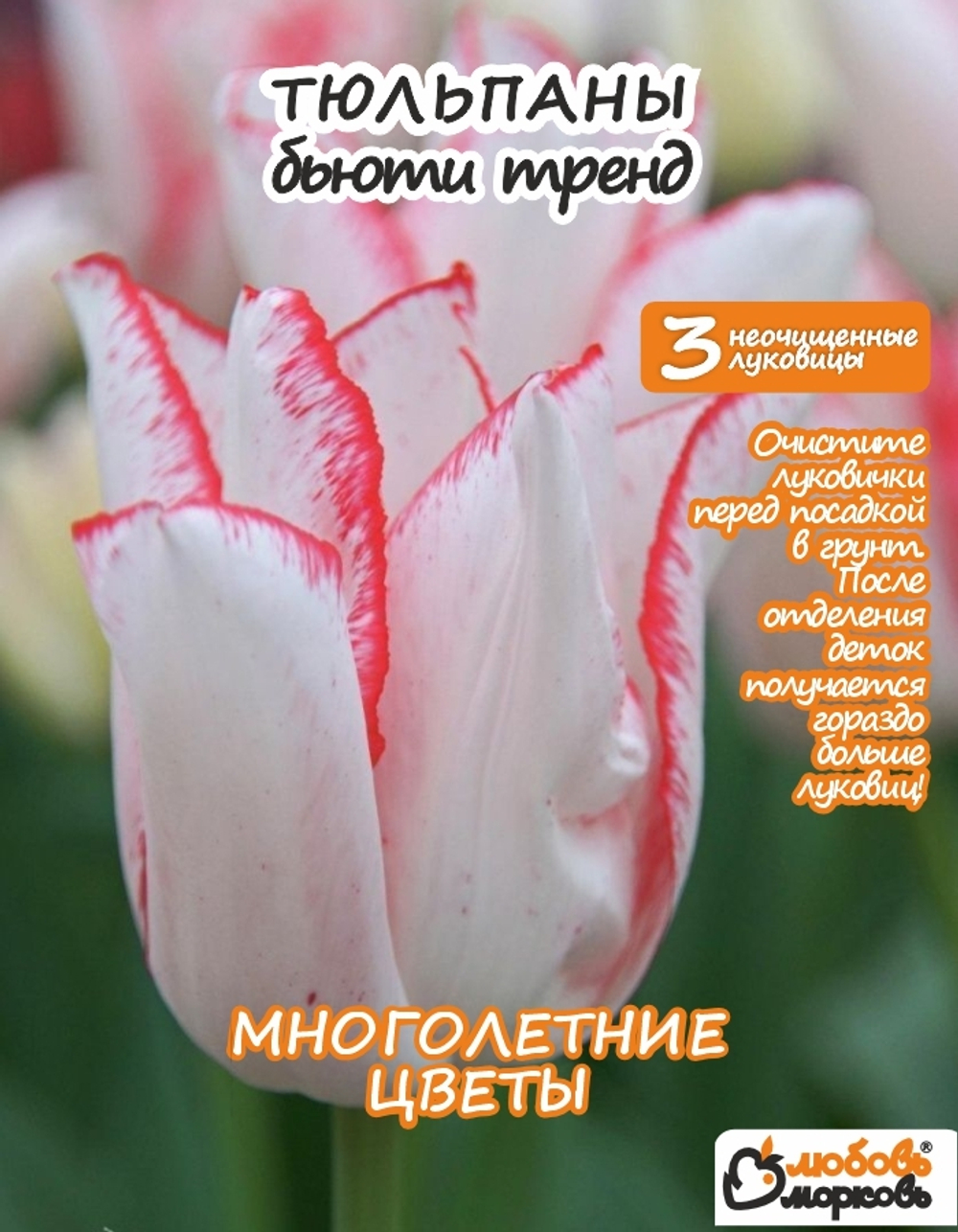 Тюльпан Луковица, Бьюти Тренд, 3+шт