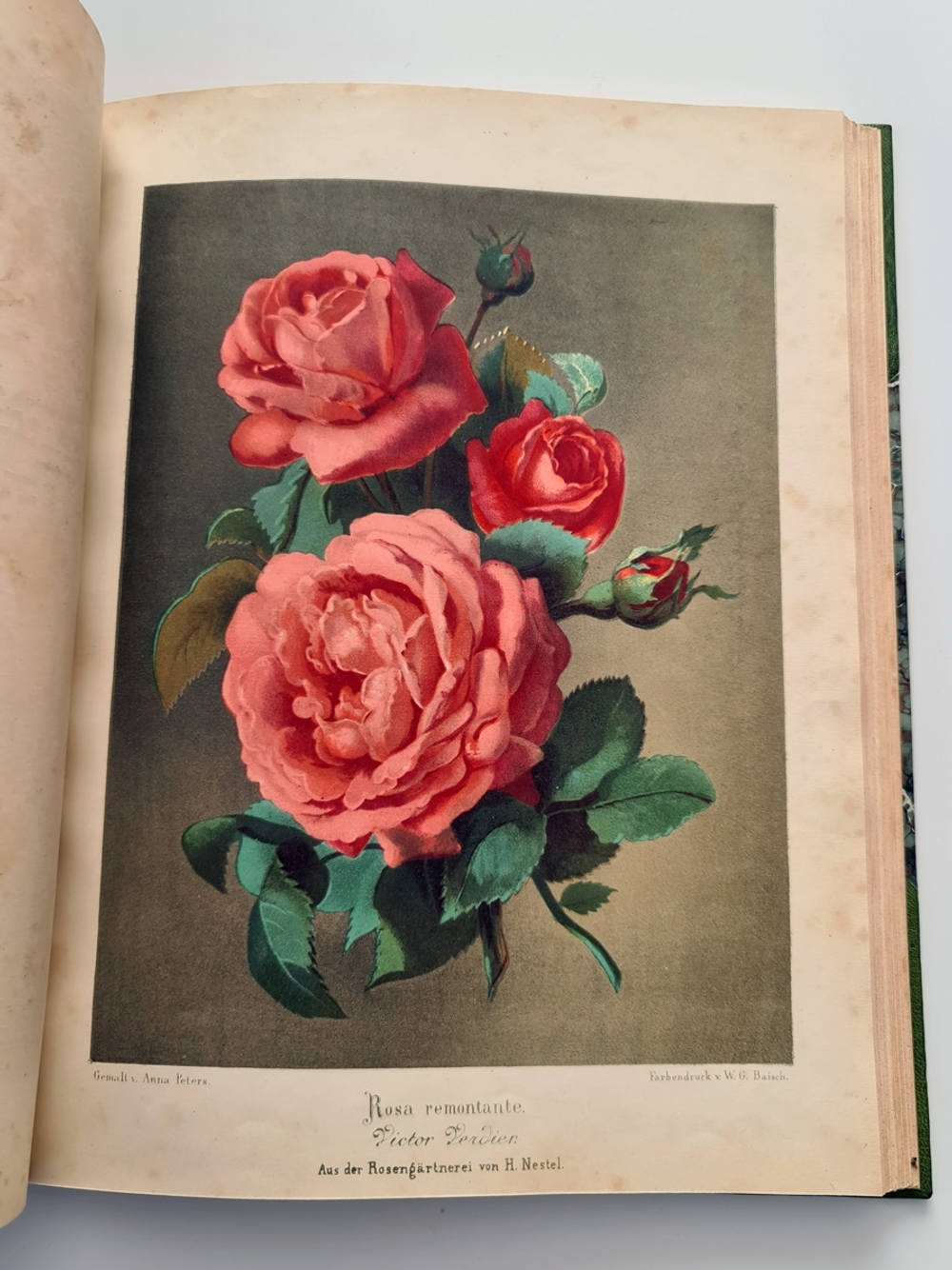 "Nestel`s Rosengarten. [  Сад роз Нестела]". E. Schweizerbartsche Verlagshandlung. 1869г.