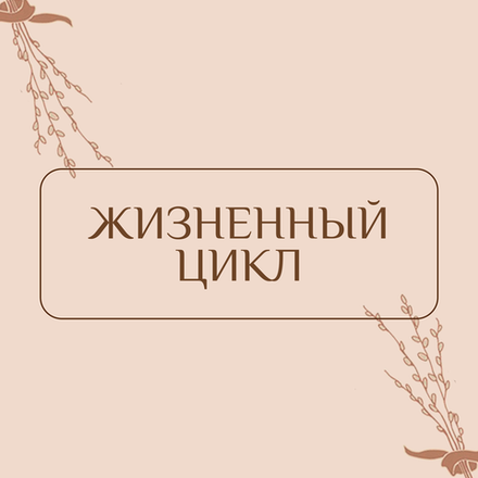 Жизненный цикл. Рождение, свадьба, похороны