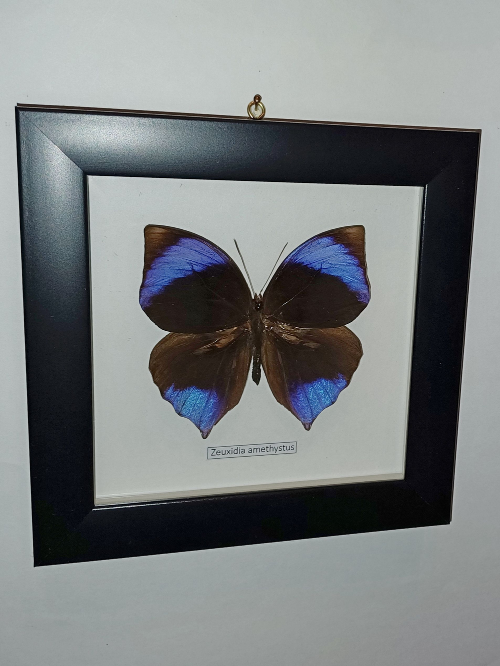 Бабочка Zeuxidia amethystus