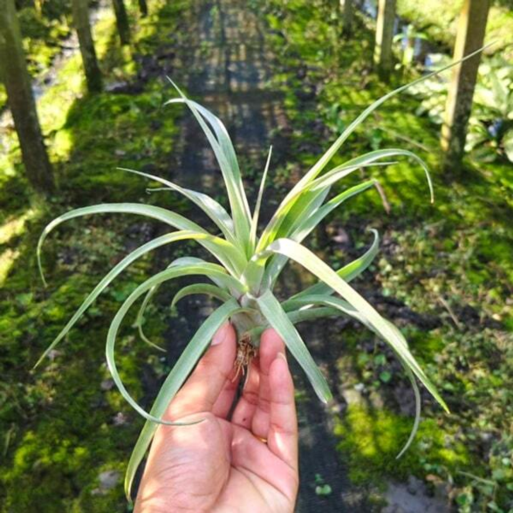 Тилландсия capitata Orange x streptophylla R