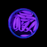 Форелевая приманка "Minoga" BOBR 3,2"(10шт) 80мм, 1,2гр, цвет 06