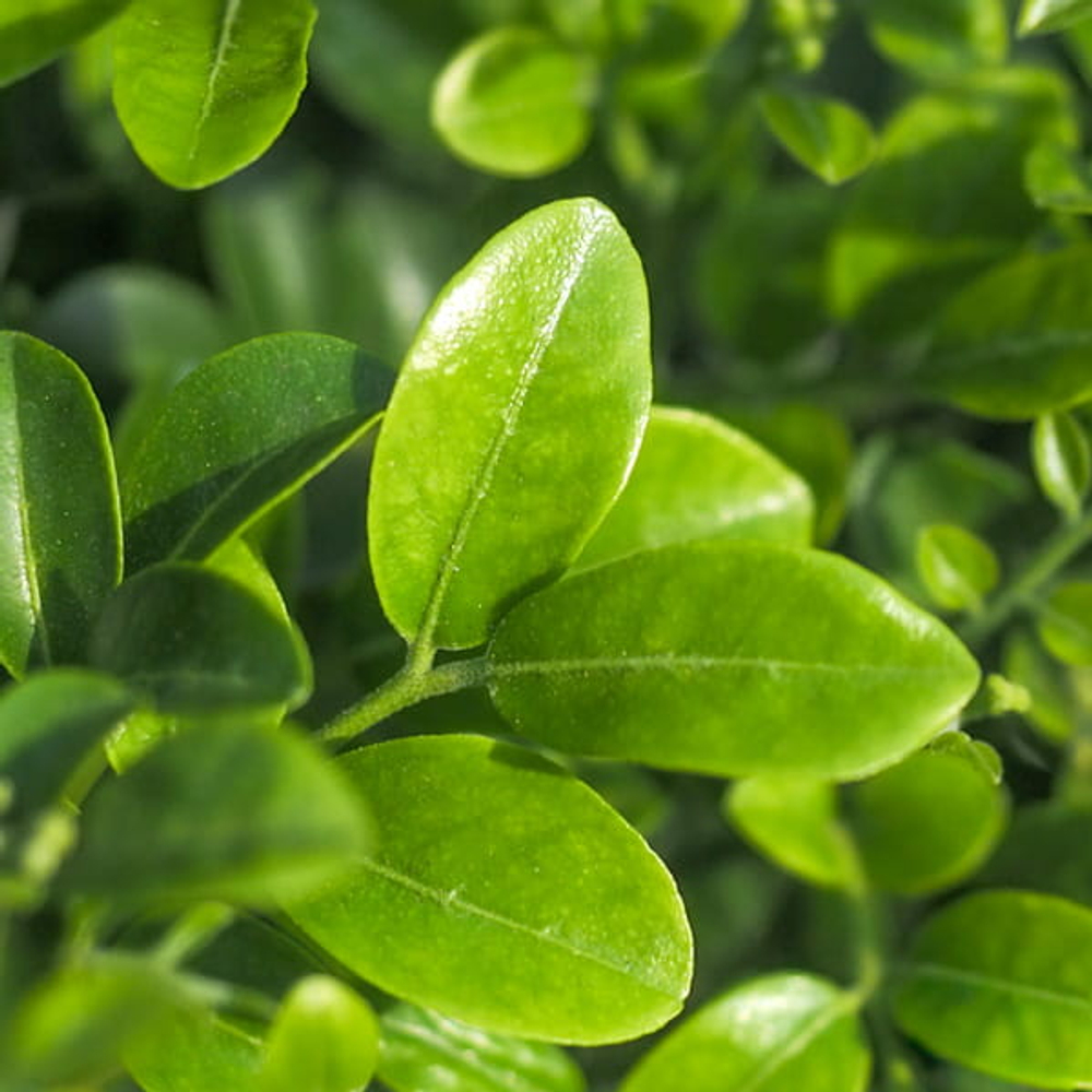 Муррайя метельчатая карликовая – Murraya Paniculata Dwarf