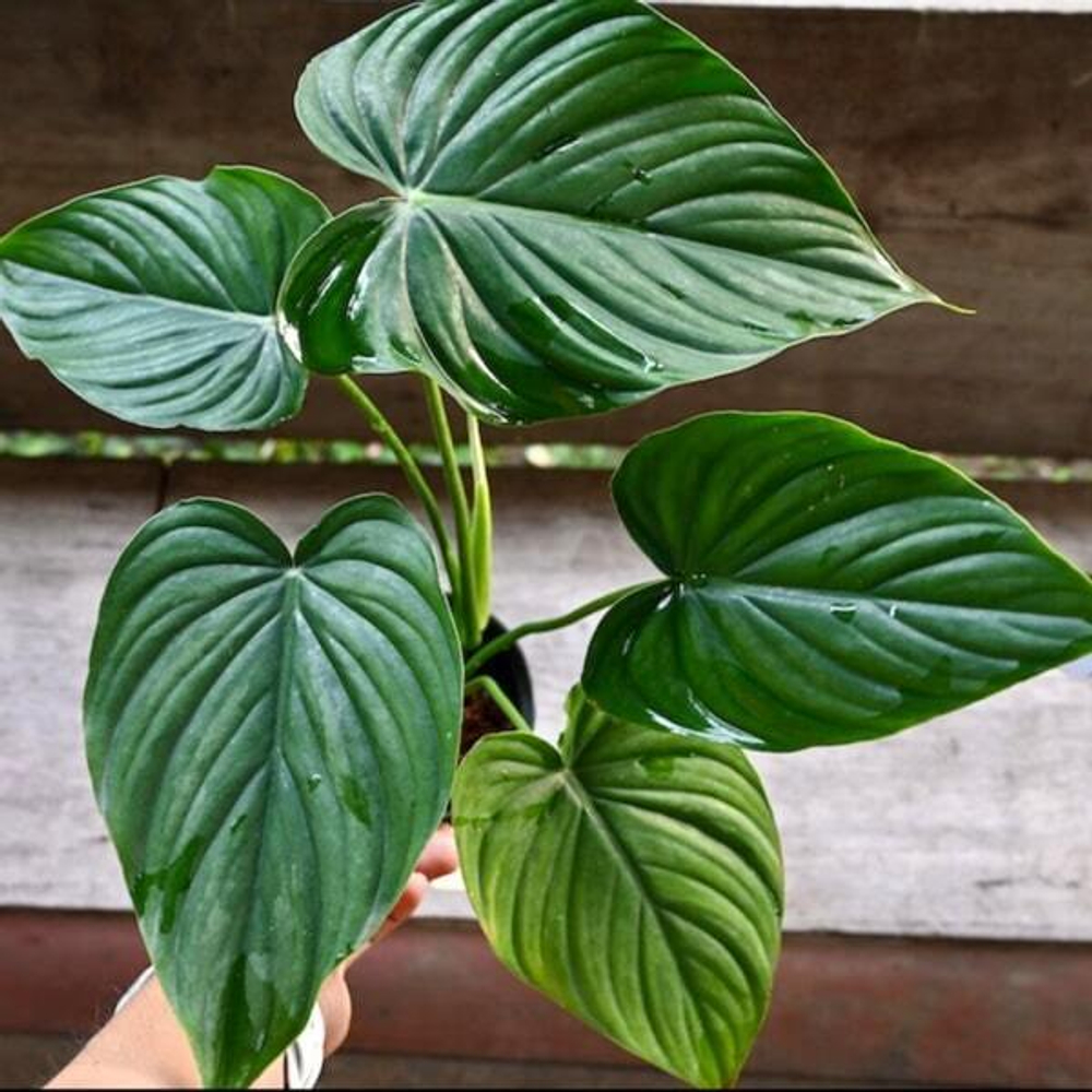 Филодендрон PELTATUM