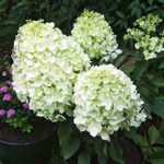 Гортензия метельчатая Саммер Сноу С2 15-20