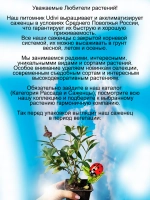Будлея Давида Рубиновая карамелька для бабочек