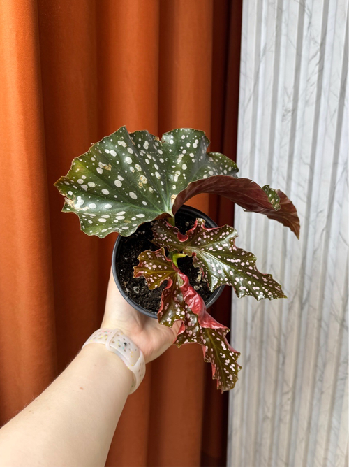 Бегония Макулата Краклин Рози, D12см Н25см, 1шт, Urban Jungle