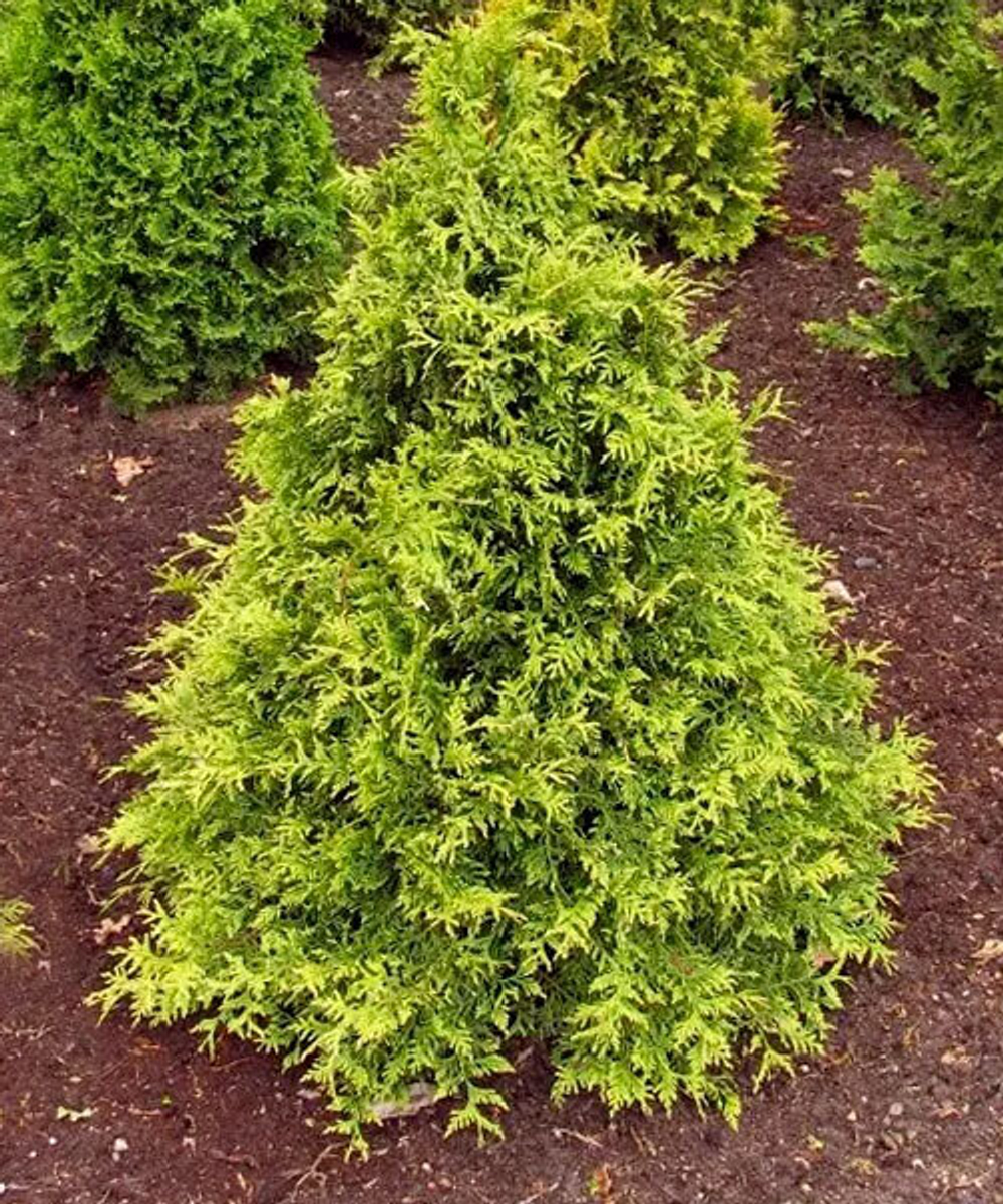 Туя западная Столвик (Thuja occidentalis Stolwijk) р9 август 2026 г.