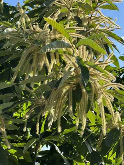 Гидролат цветов каштана съедобного