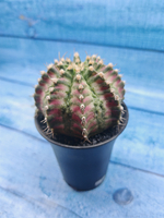 Gymnocalycium T-Rex Pink hybride (Гимнокалициум T-rex)
