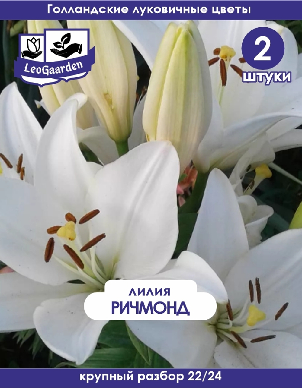 Лилия Луковица цветов, Ричмонд, разбор 22/24, 2 шт