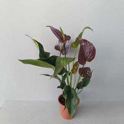 Антуриум Челси Шоколад