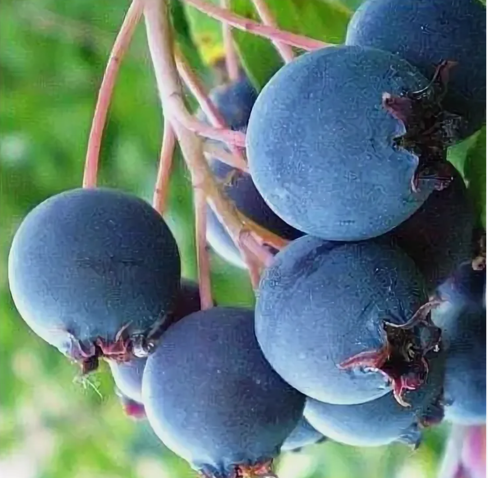 Ирга Слейт контейнер 0,5л 1 год июнь