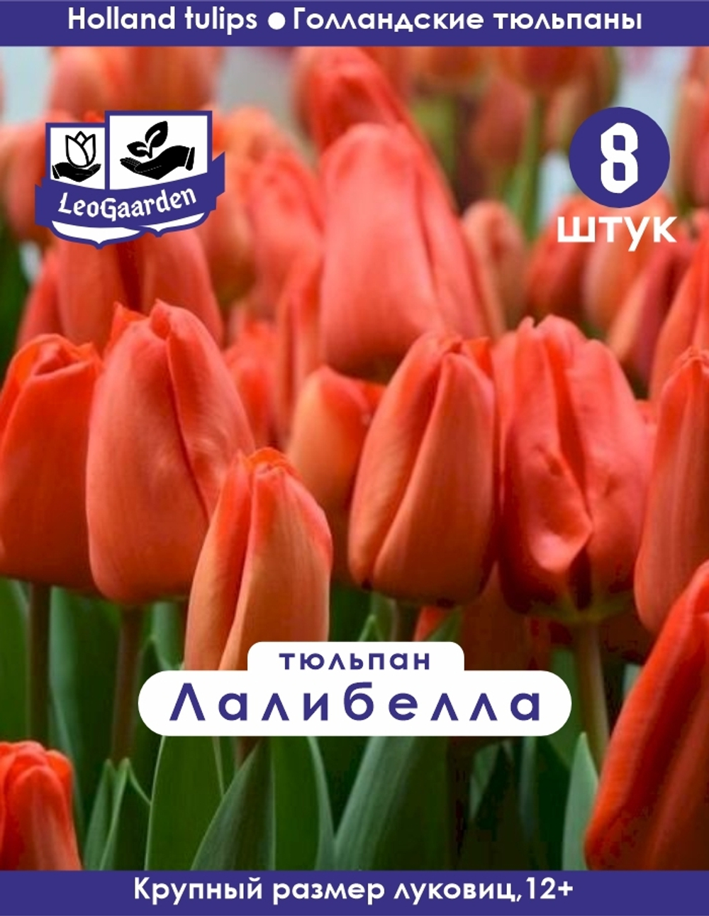 Тюльпан, Лалибелла 8шт
