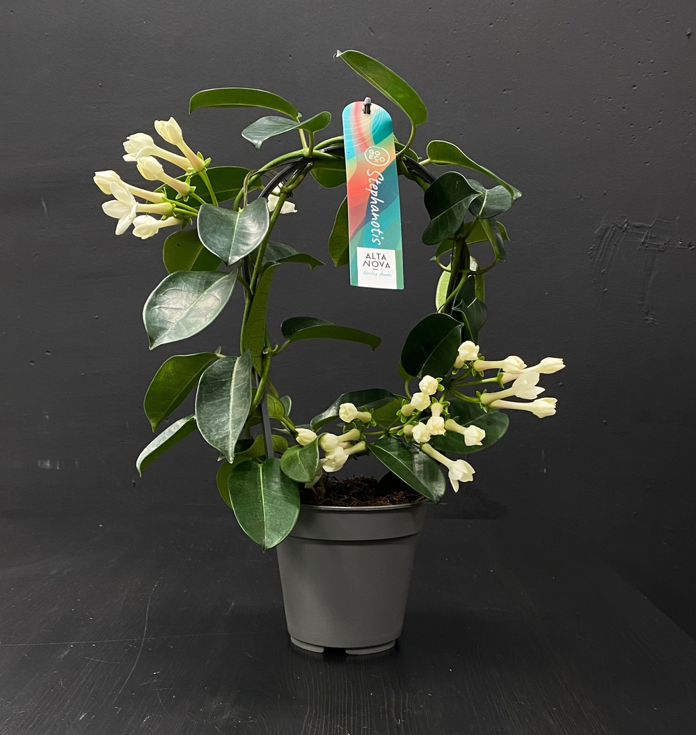 Стефанотис (Stephanotis)