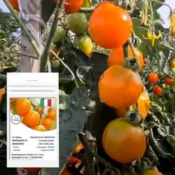 Марцано F1 томат River Seeds профессиональные семена