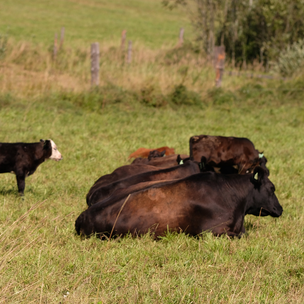 Свободный выпас — залог здоровья животных