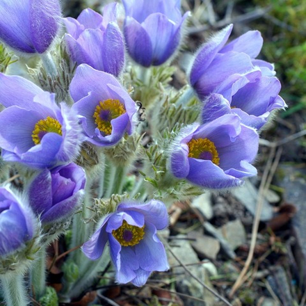 Прострел обыкновенный "Blue". Pulsatilla vulgaris "Blue".
