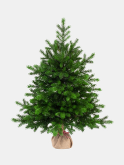 Ель Царь Елка Астерия Премиум 90см 3D