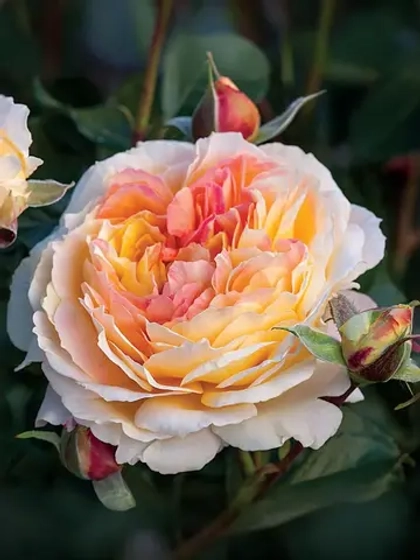 Роза шраб Ла Калессон