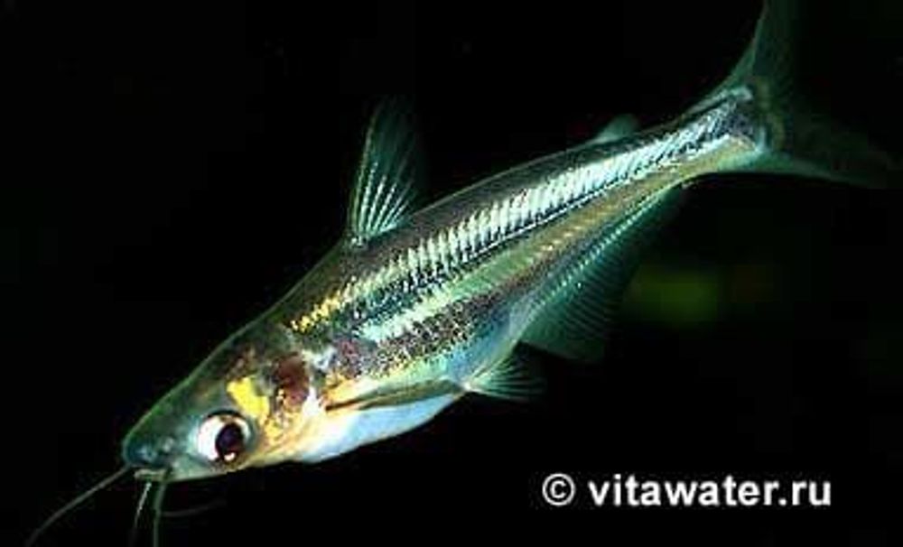 (53)  Акулий сом (пангасиус) Pangasius sutchi, S