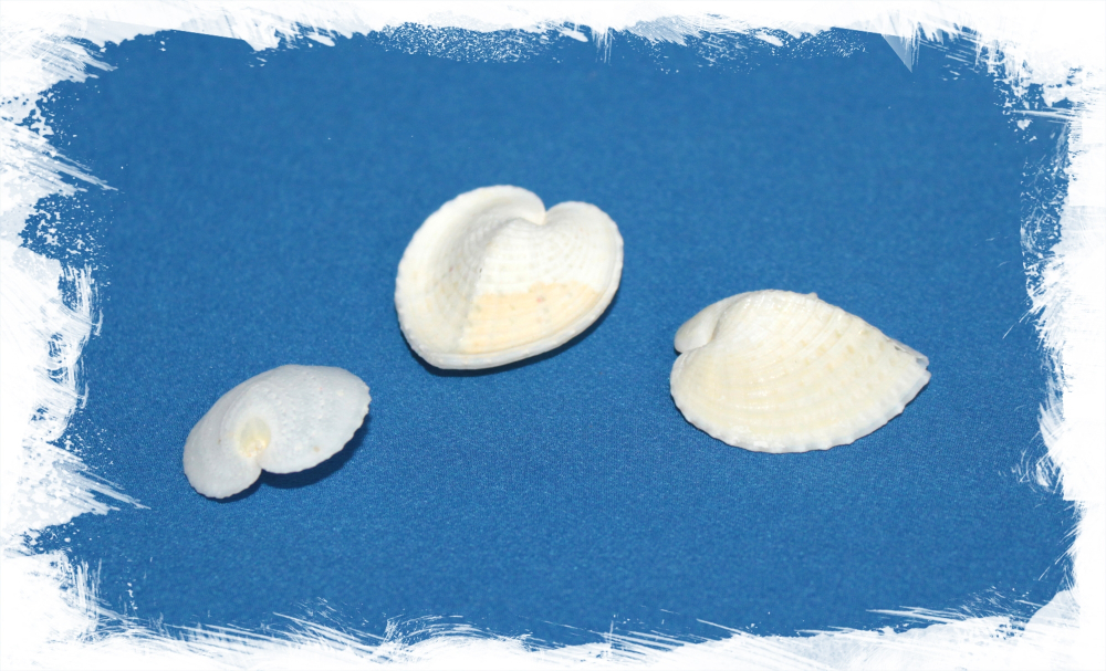 Кордилум Кардисса, 2-4см, 1шт