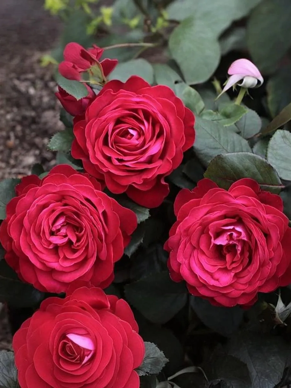 Роза чайно-гибридная Доминика