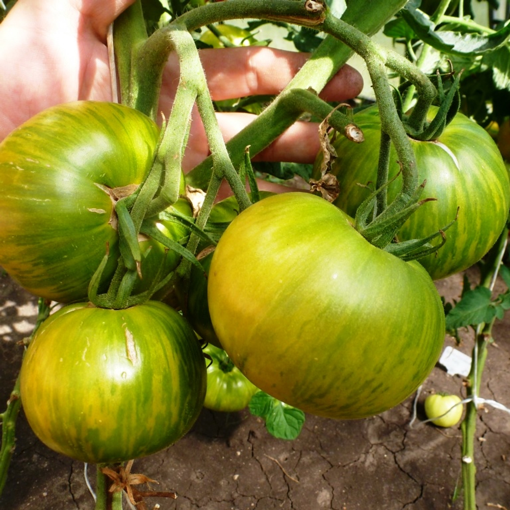 Помидоры Полосатые Zebra Rita - Зебра Рита