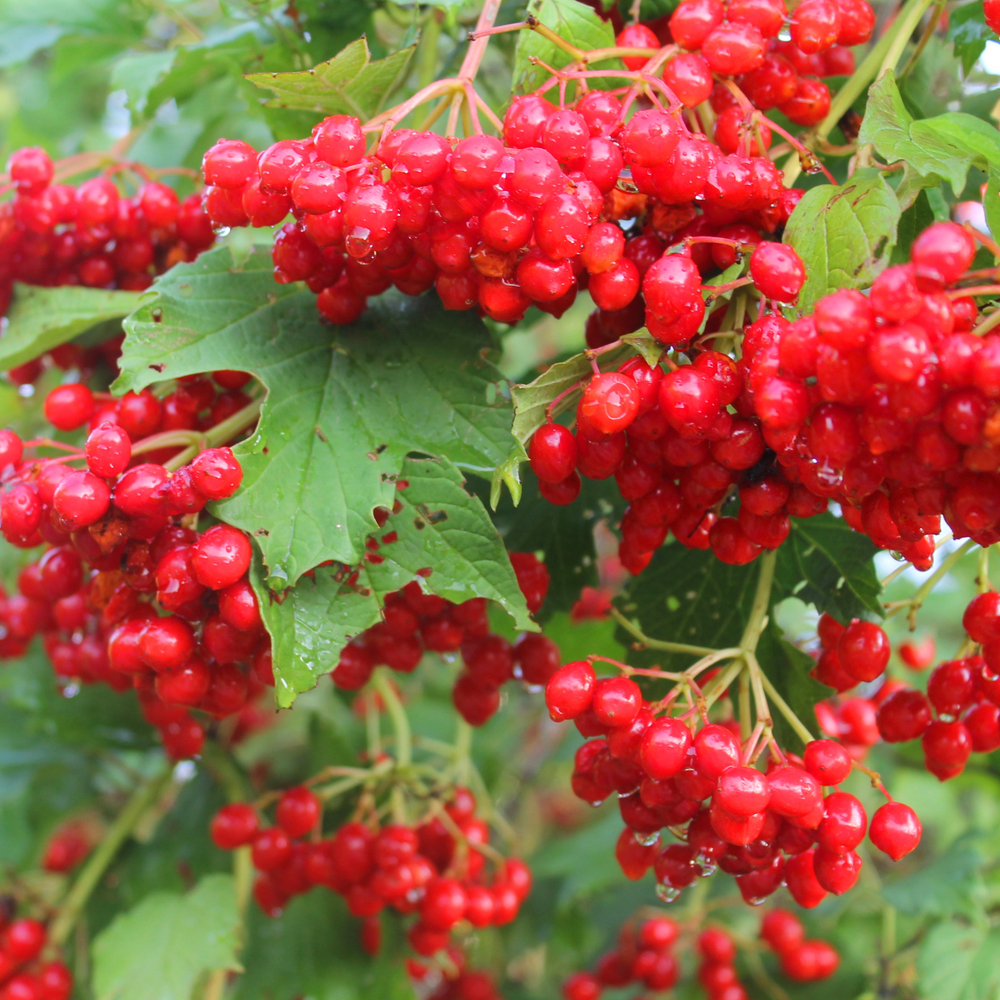 Калина Эликсир