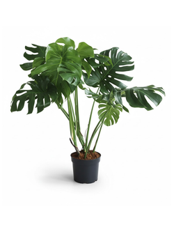 Монстера Deliciosa д.21