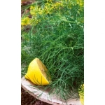 Семена Укроп Нежность (УД) Е/П