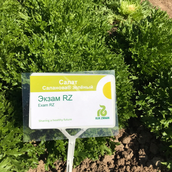 ЭКЗАМ KNOX семена салата (Rijk Zwaan | Alexagro) – фото 7