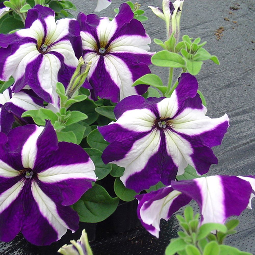 Петуния грандифлора Танго Блю Стар (100др) Витагрин Профи