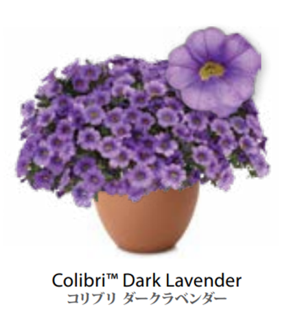 ЕВРО Calibrachoa Colibri Dark Lavender укорененный черенок середина декабря 25