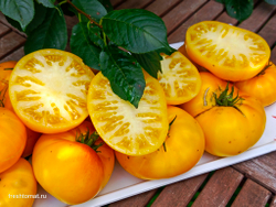 Гном Жёлтая долина Клэр (Dwarf Clare Valley yellow) сорт томата