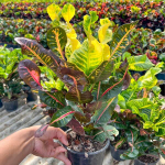 Кротон THA CHANG