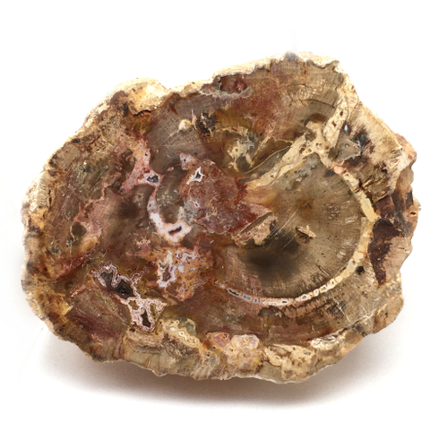 Окаменелое дерево, срез 55х45 мм