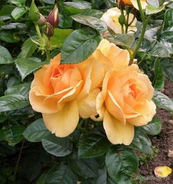 Ханзештадт Росток (Hansestadt Rostock)