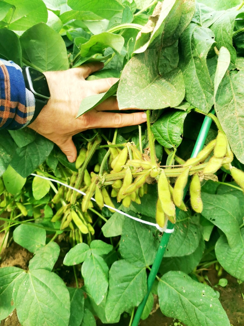 Зелёная Ультраскороспелая Овощная Соя - Эдамамэ