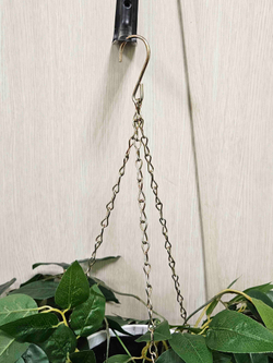 Акация белая 7 цветков в подвесном белом кашпо на цепочке