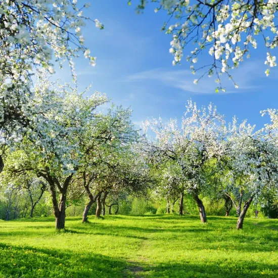 Boadicea The Victorious Glorious