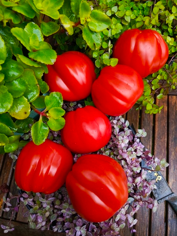 Фриульский гигант (Giante Friulano) сорт томата