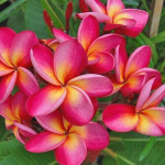 Плюмерия DOOK