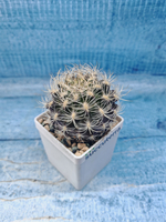 Neoporteria sp. (Неопортерия)