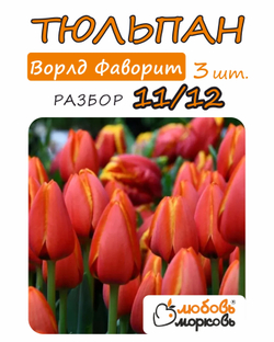 Тюльпан Луковица, Ворлд Фаворит 3 шт, разбор 11/12 (Любовь Морковь)