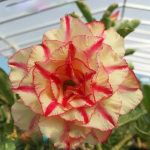 Адениум MONDOLIKO