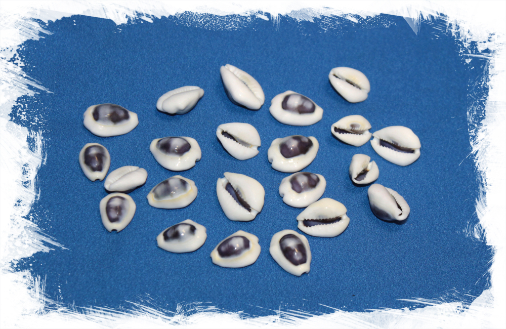 Ципреи Монета отшлифованные, 1,5-2,5см, 100гр, 60шт