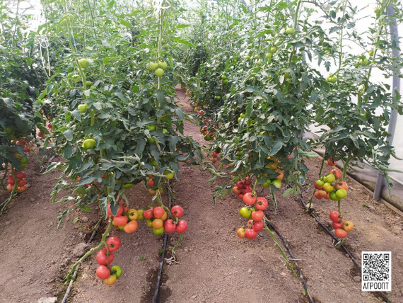 Аламина F1 семена томата индетерминантного (Rijk Zwaan / Райк Цваан) в поле – фото 3